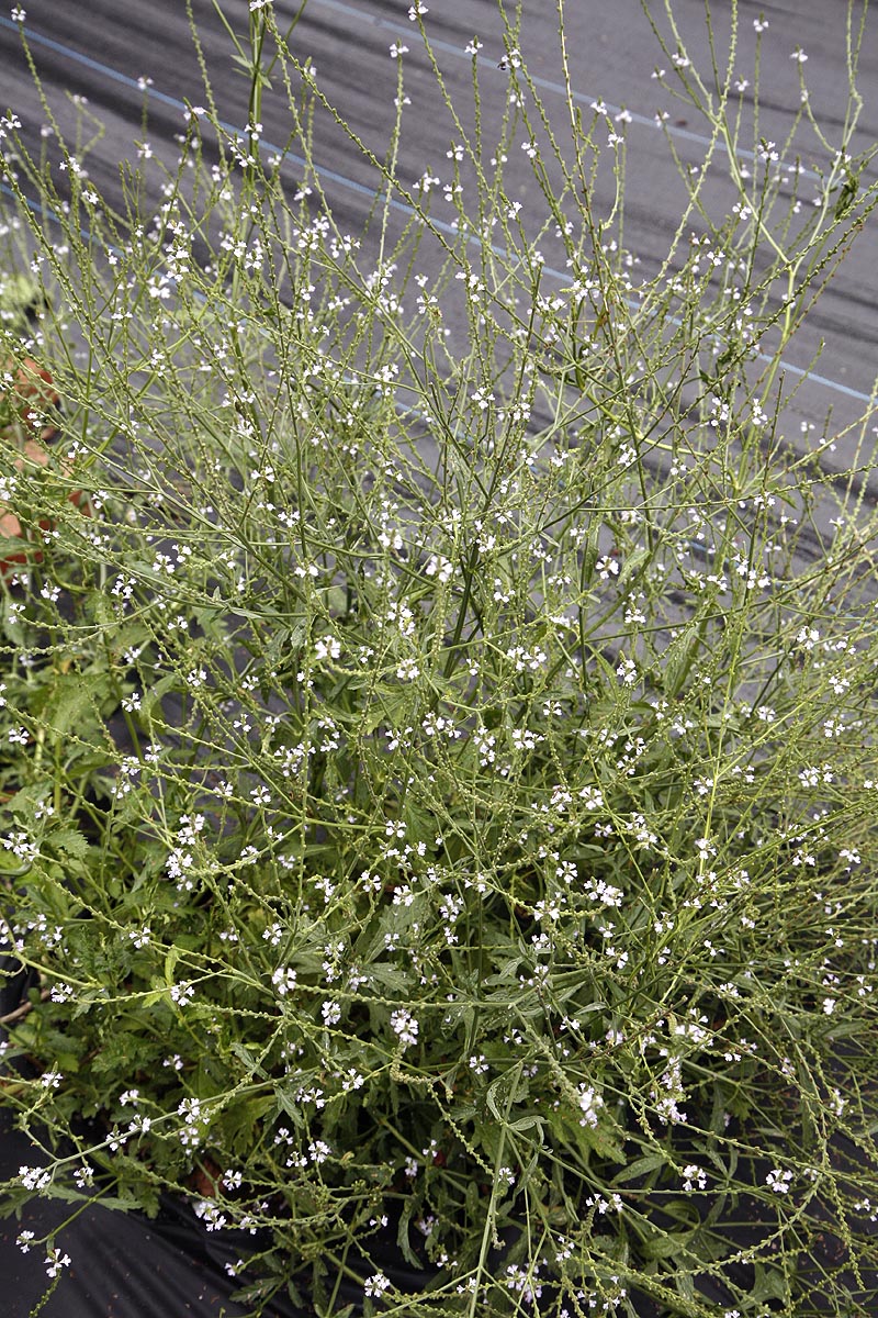 Plant in flower in our field