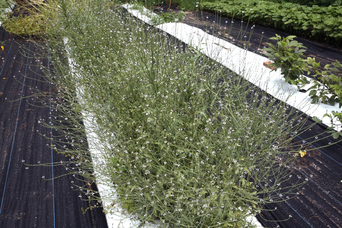 flowering row of vervain in our field