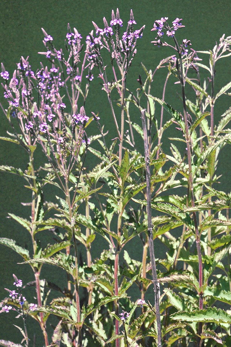 Verbena hastata plants flowering