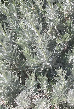 white sage plant