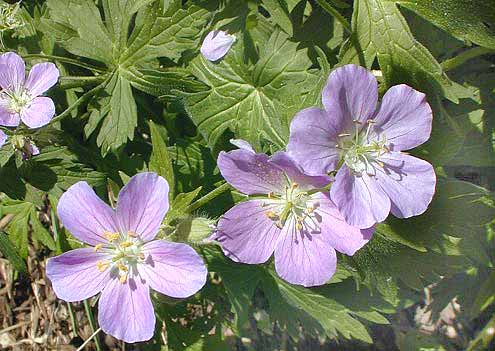 Geranium - Wild Geranium maculatum