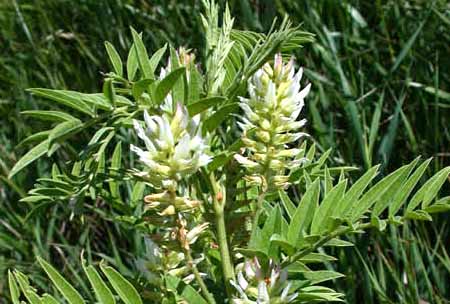 Licorice - American Glycyrrhiza lepidota