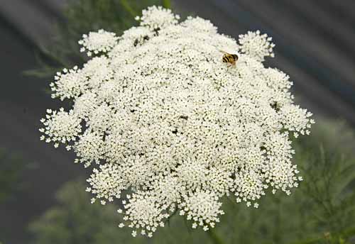  Khella flower