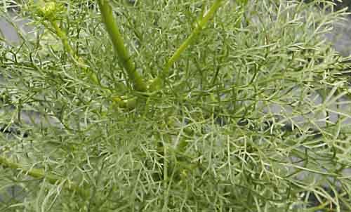 Visnaga leaves