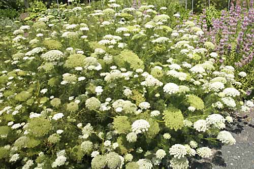 Ammi visnaga plant in full bloom
