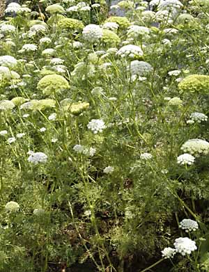 Ammi visnaga growing in our field
