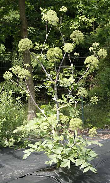 Angelica plant in our field