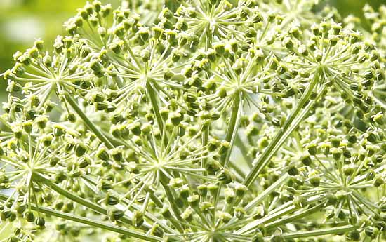 Angelica archangelica flower close