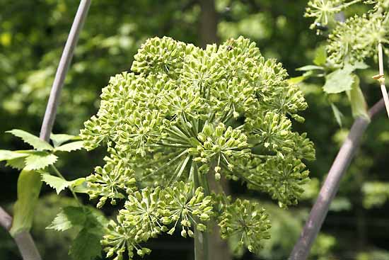 Angelica Angelica archangelica