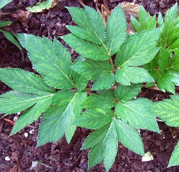Young angelica leaf
