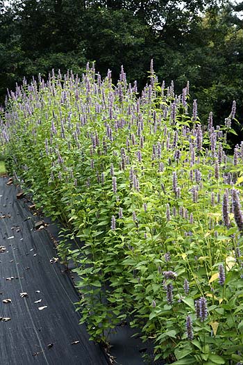 Mature - 3 year old - Anise Hyssop plants in our field
