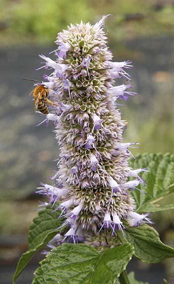 Anise Hyssop flower closeup