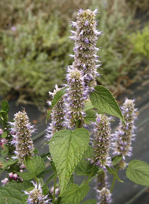 Anise Hyssop (Agastache foeniculum) flowers
