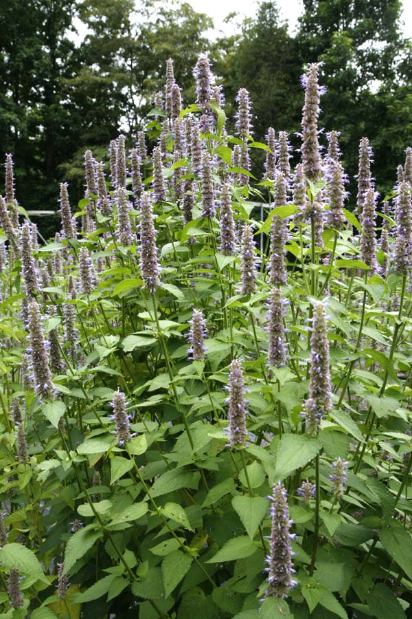 Agastache foeniculum Anise Hyssop mature plant