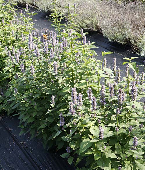 Anise Hyssop Agastache foeniculum