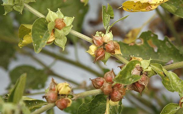 Ashwagandha berry pods