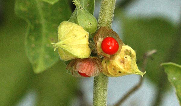 Ashwagandha berries