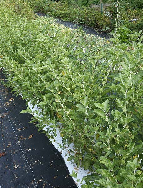 Ashwagandha plants in field