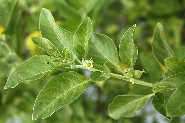 Ashwagandha Withania somnifera