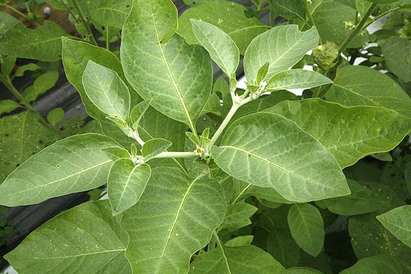 Ashwagandha Leaf Withania somnifera