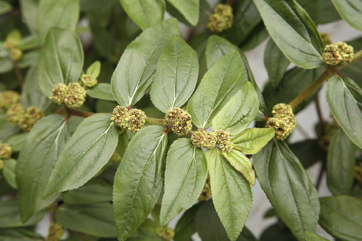 Asthma Herb Euphorbia hirta