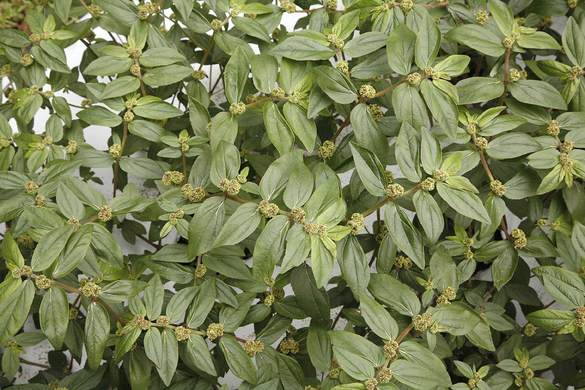 Asthma Herb plant
