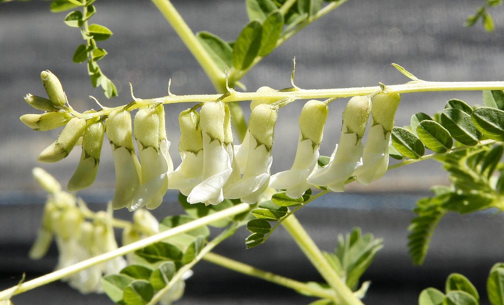 Chinese Milk Vetch Astragalus membranaceus