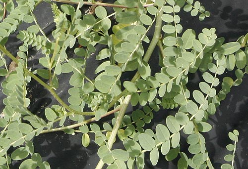 Astragalus membranaceus leaves
