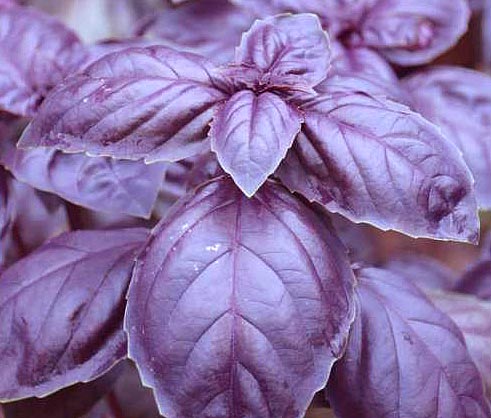 Crimson Basil leaves
