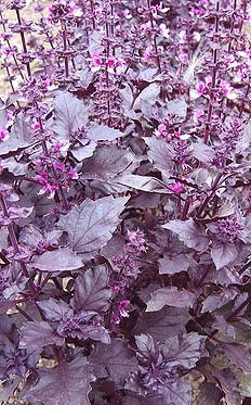 Basil plant