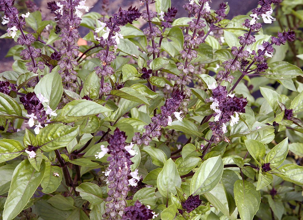 Basil, Cinnamon Ocimum basilicum 'Cinnamon'