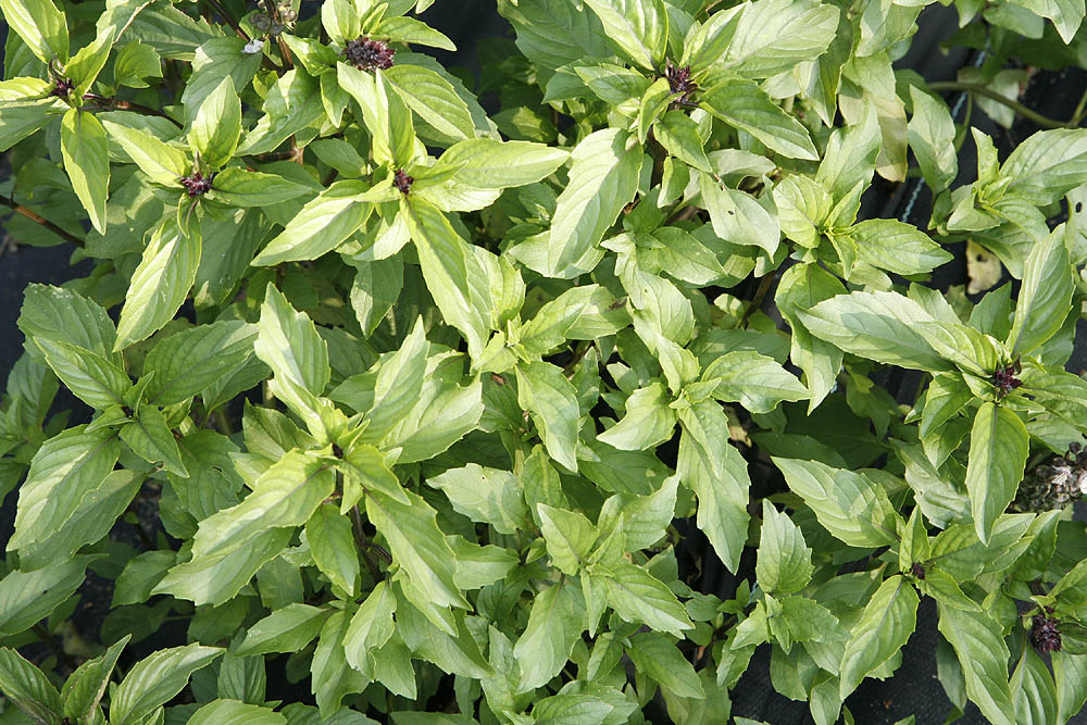 Basil Leaves