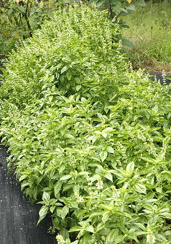Sweet basil plants in our field