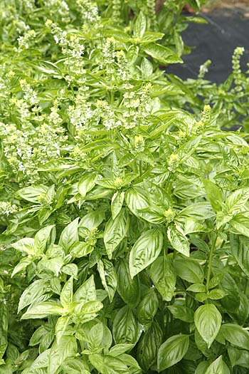 Sweet basil plant flowering