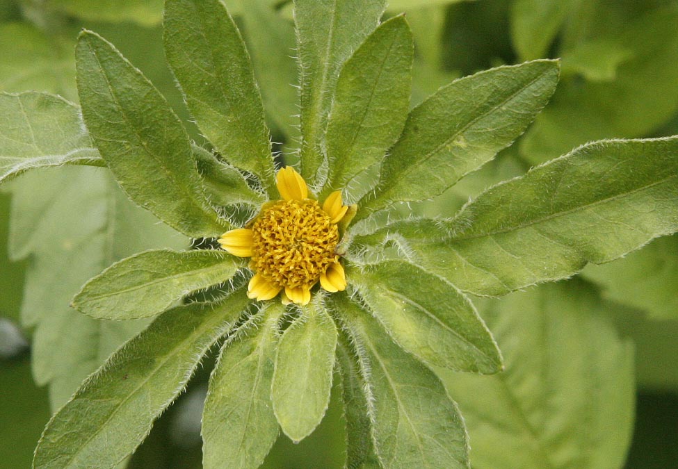 Devil's Beggarticks Bidens frondosa