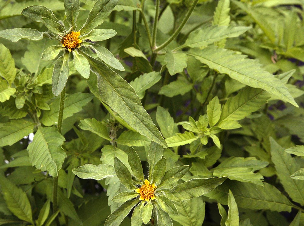 Beggarticks flowers and leaf