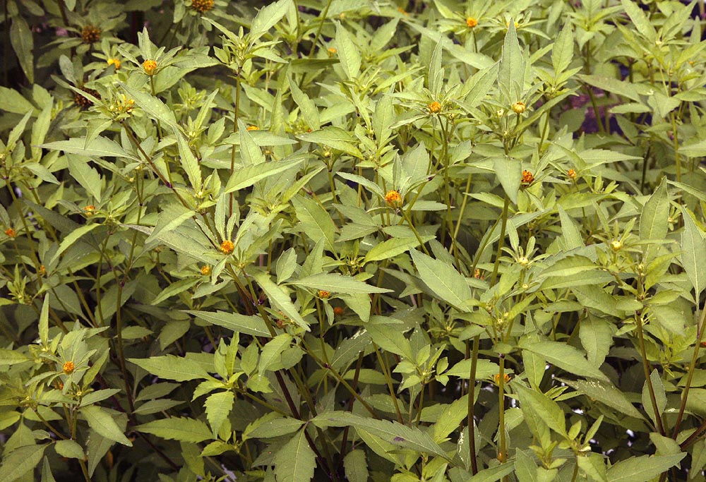 Beggarticks plants.