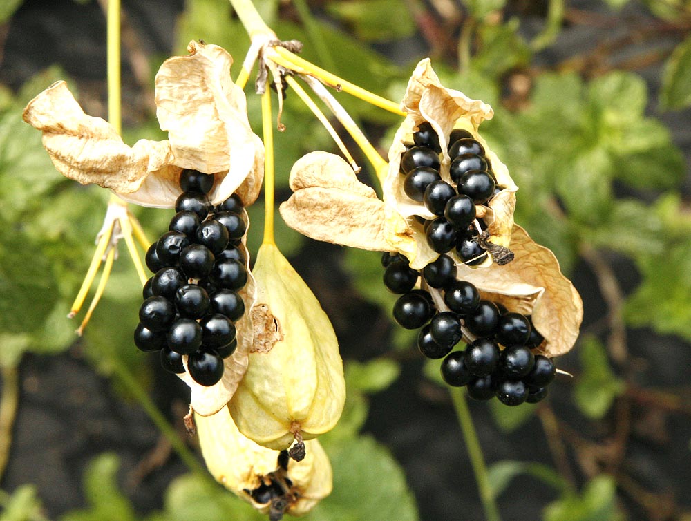 Blackberry lily seed pods