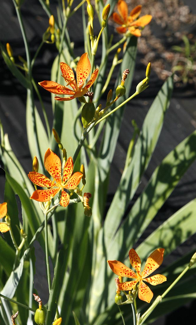Blackberry Lily plant
