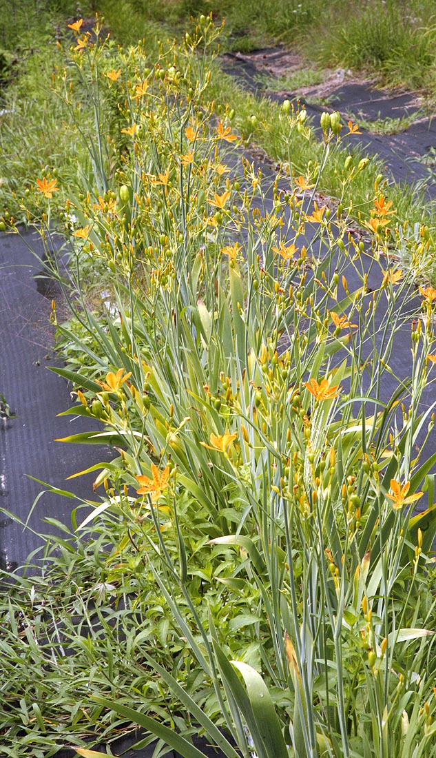 Blackberry Lilies in our field