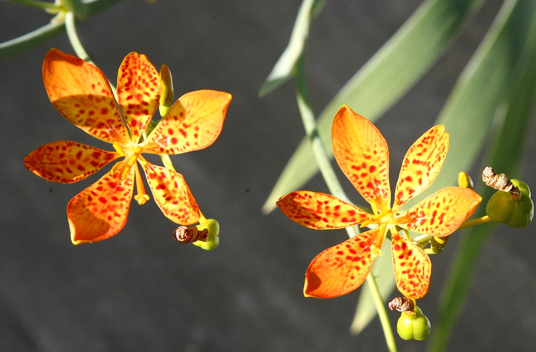 Blackberry Lily Iris domestica