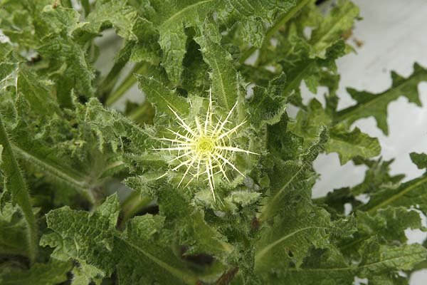 Blessed Thistle plant