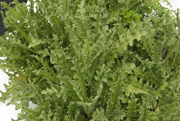 Blessed Thistle leaves
