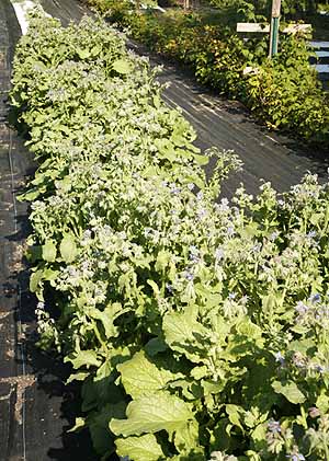 Borage growing in our field.