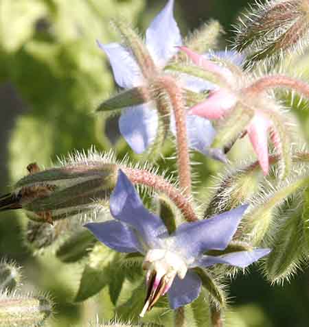 Borage flower