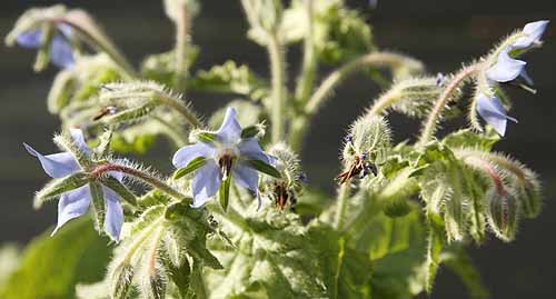 Borage Borago officinalis