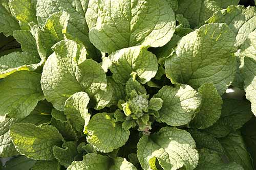 Borage leaves and start of flower stalk