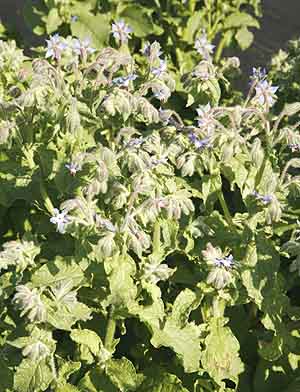 Borage plant.