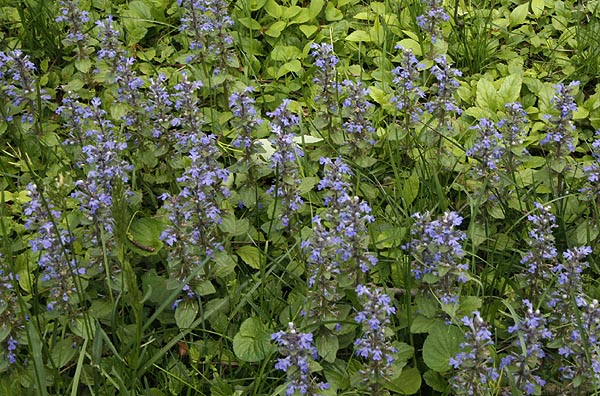 Bugleweed Ajuga reptans