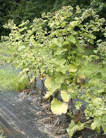 Burdock plants in our field